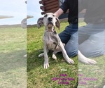 Small Photo #1 Great Dane Puppy For Sale in TOPEKA, IN, USA