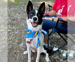 Small #37 Border Collie Mix