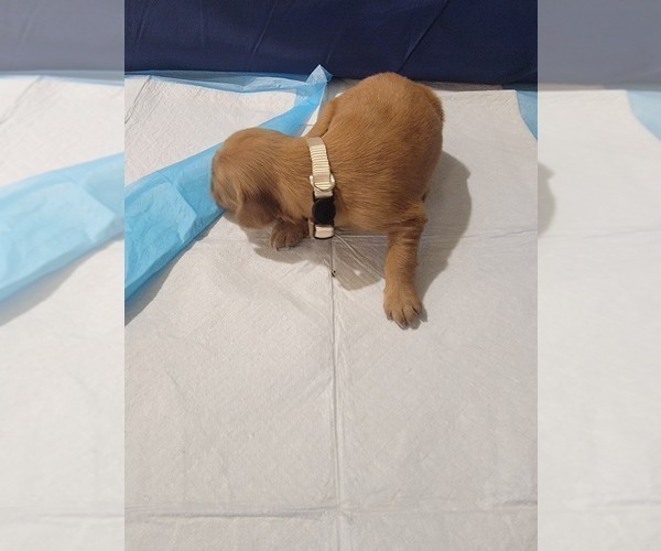 Medium Photo #8 Golden Retriever Puppy For Sale in RENO, NV, USA