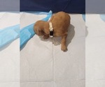 Small #3 Golden Retriever
