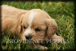 Cavapoo Puppy for sale in WAYLAND, IA, USA