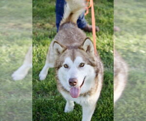 - Mix Dogs for adoption in Foristell, MO, USA