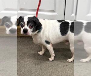 Chihuahua-Unknown Mix Dogs for adoption in Forestville, MD, USA