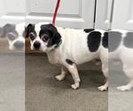 Small Chihuahua Mix