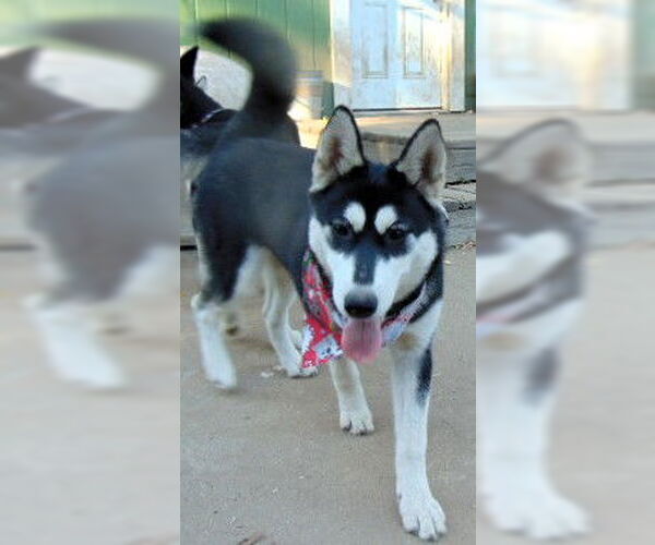Medium Photo #1 Siberian Husky Puppy For Sale in Pacific grove , CA, USA