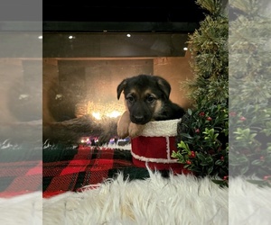 German Shepherd Dog Puppy for sale in MOORLAND, IA, USA