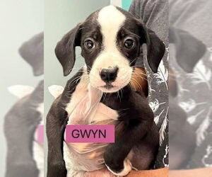 Mutt Dogs for adoption in Woodbury, NY, USA