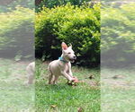 Small #2 Mutt