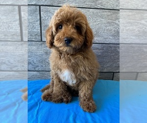 Cavapoo-Poodle (Miniature) Mix Puppy for sale in RICHMOND, IL, USA