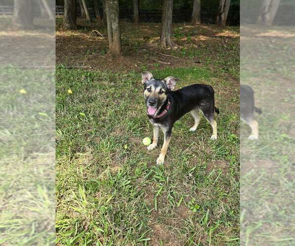 Medium Photo #16 Mutt Puppy For Sale in Brewster, NY, USA