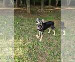Small #15 Mutt