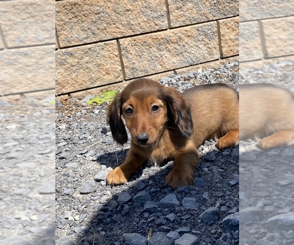 Medium Photo #1 Dachshund Puppy For Sale in CANOGA, NY, USA