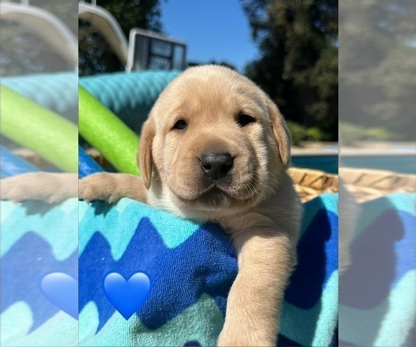 Medium Photo #1 Labrador Retriever Puppy For Sale in TURLOCK, CA, USA