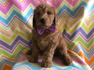 Labradoodle Puppy for sale in CHRISTIANA, PA, USA