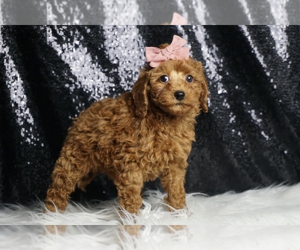 Medium Photo #4 Poodle (Toy) Puppy For Sale in WARSAW, IN, USA