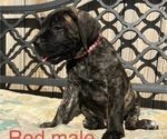 Small Photo #36 Presa Canario Puppy For Sale in LEVITTOWN, PA, USA