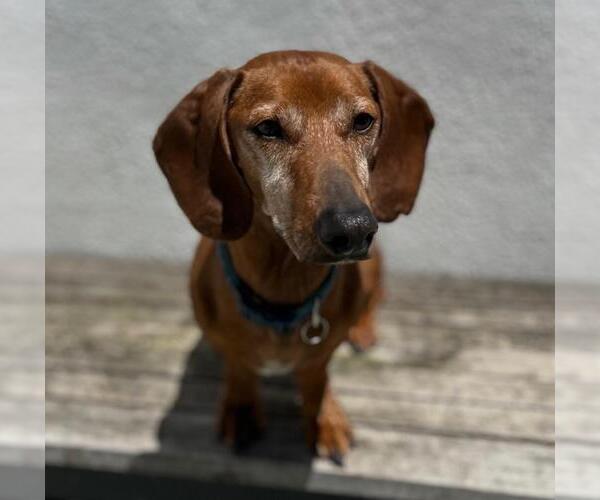 Medium Photo #3 Dachshund Puppy For Sale in Los Angeles, CA, USA