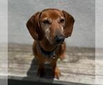 Small #2 Dachshund