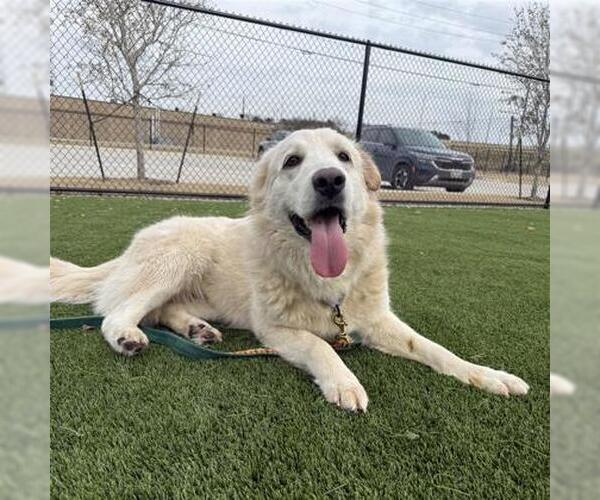 Medium Photo #7 Great Pyrenees Puppy For Sale in Spring, TX, USA