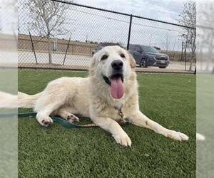 Mandeline - Female Great Pyrenees Dog for Adoption - Photo #7