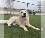 Small Photo #7 Great Pyrenees Puppy For Sale in Spring, TX, USA