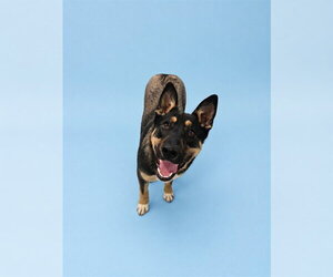 German Shepherd Dog-Unknown Mix Dogs for adoption in Westminster, MD, USA