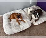 Small #7 Boxer