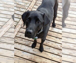 Labrador Retriever Dogs for adoption in Bellingham, WA, USA