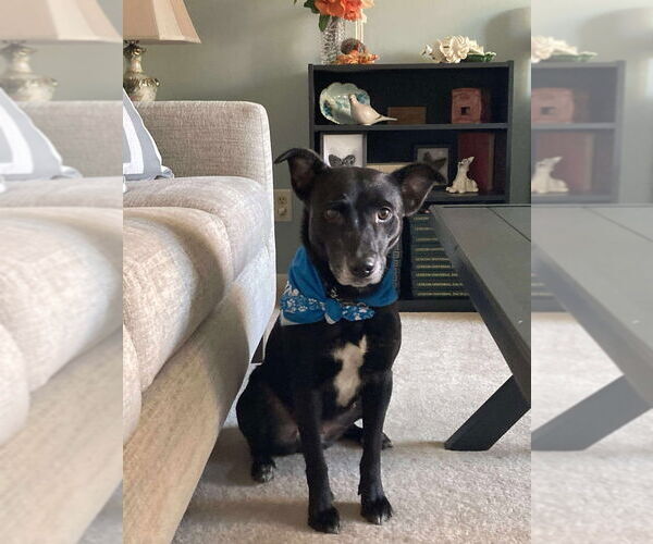 Medium Photo #1 Labrador Retriever-Unknown Mix Puppy For Sale in Richmond, IN, USA