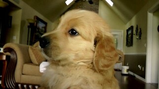 Golden Retriever Puppy for sale in AVA, MO, USA