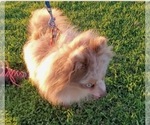 Small Photo #1 Pomeranian Puppy For Sale in CORONA, CA, USA