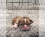 Small Photo #40 Puggle-Shih Tzu Mix Puppy For Sale in NEW YORK MILLS, MN, USA