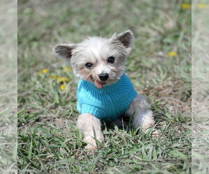 Mutt Dogs for adoption in Gretna, NE, USA