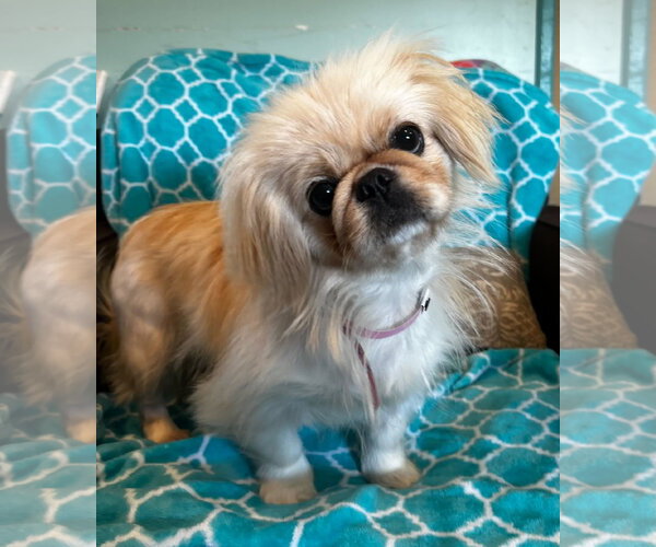 Medium Photo #10 Pekingese Puppy For Sale in Pacolet, SC, USA