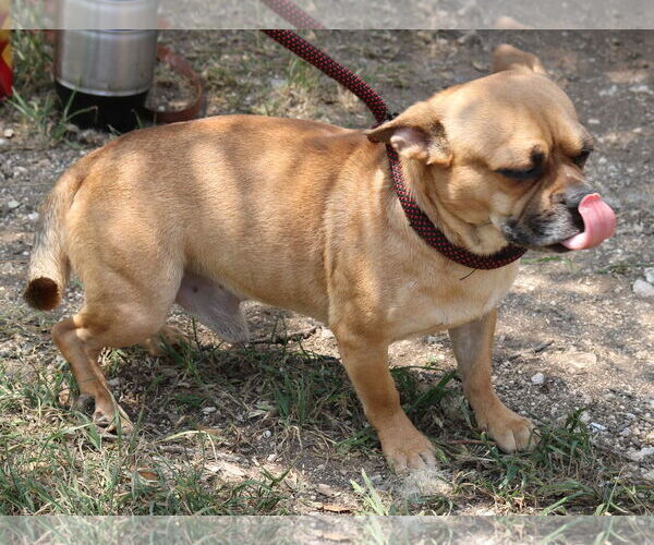 Medium Photo #4 Chug Puppy For Sale in Bandera, TX, USA