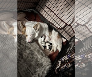 Mother of the American Corgi puppies born on 05/06/2025