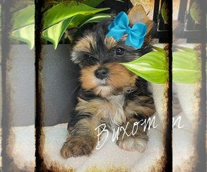 Yorkshire Terrier Dog for Adoption in CULPEPER, Virginia USA