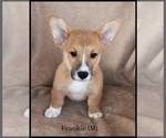 Puppy Frankie Pembroke Welsh Corgi