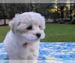 Small #1 Maltese