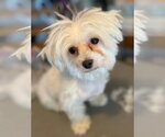 Small #2 Maltese
