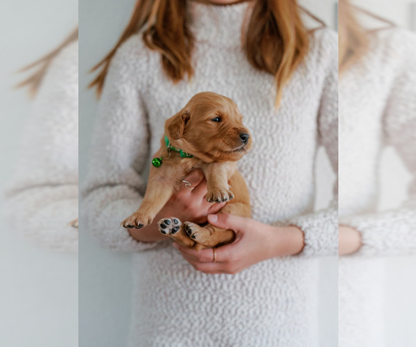 Medium Photo #4 Golden Retriever Puppy For Sale in REDDING, CA, USA