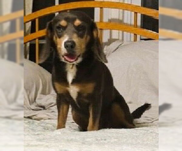 Medium Photo #5 Doxle Puppy For Sale in Mt. Laurel, NJ, USA
