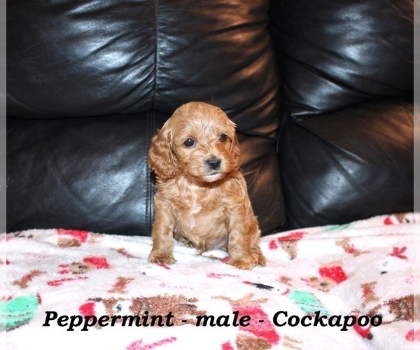Medium Photo #7 Cockapoo (Miniature) Puppy For Sale in CLARKRANGE, TN, USA