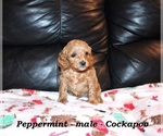 Small #6 Cockapoo (Miniature)