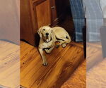 Small #1 Plott Hound