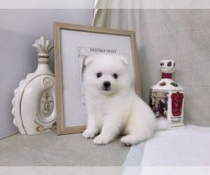 Japanese Spitz Puppy for sale in SEATTLE, WA, USA