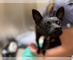 Small Chihuahua