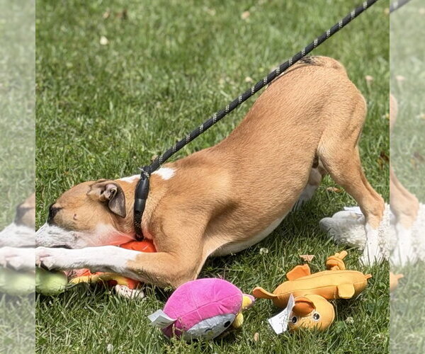 Medium Photo #3 Mutt Puppy For Sale in Yardley, PA, USA