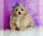 Small Photo #17 Maltipoo (Miniature) Puppy For Sale in WARSAW, IN, USA