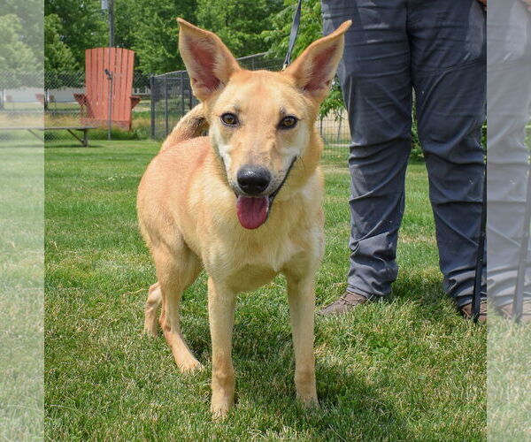 Medium Photo #4 Shiba Inu-Unknown Mix Puppy For Sale in Huntley, IL, USA